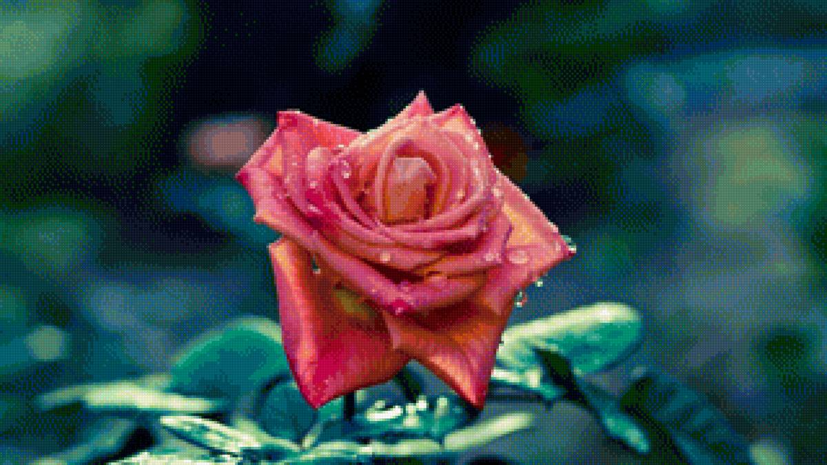 Цветок розы - цветок, цветы, роза - предпросмотр