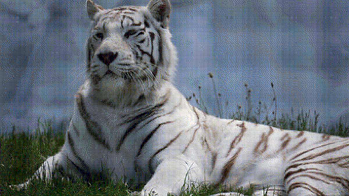 Бенгальский тигр - альбинос, тигр, животное - предпросмотр