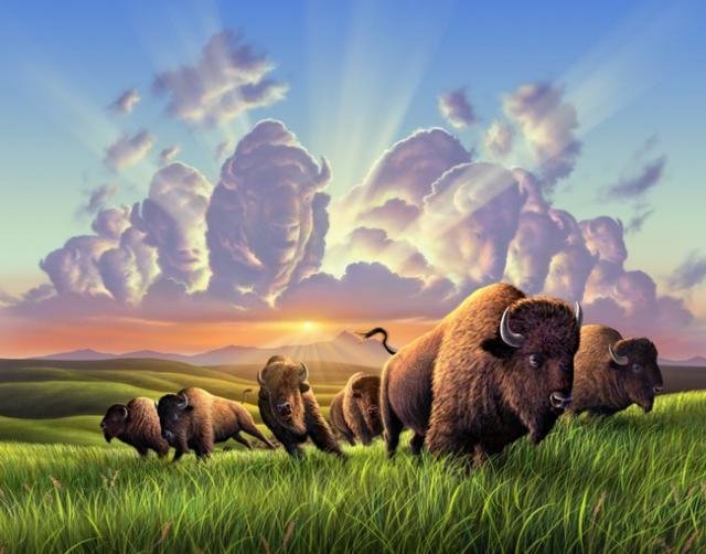 Американские бизоны - небо, бизоны, степь - оригинал