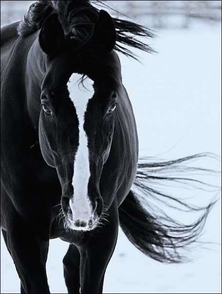 Черный конь с белой мордой - животные, лошади, черный конь - оригинал