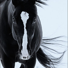 Черный конь с белой мордой