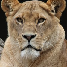 Оригинал схемы вышивки «Львица» (№2397135)