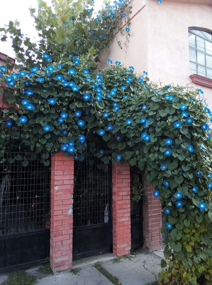 Personal - mariposas - оригинал