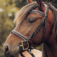 Схема вышивки «Лошадь»