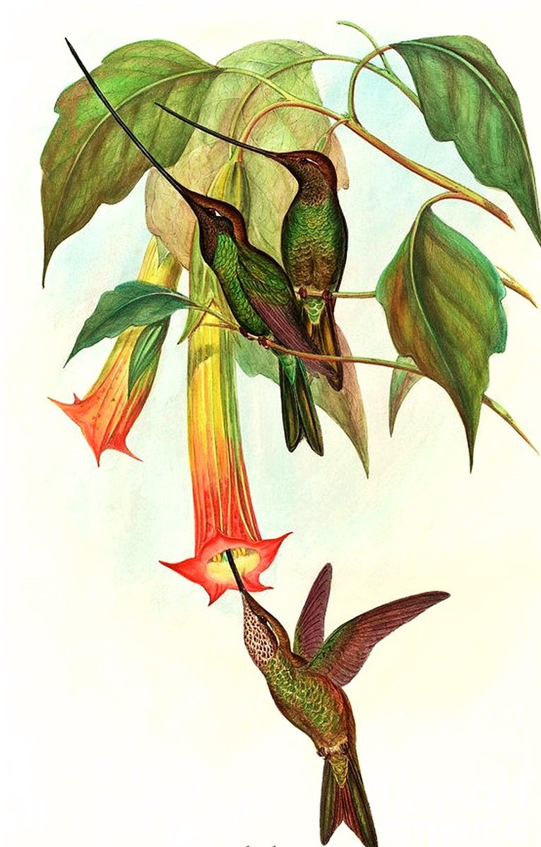 Pássaros. - pássaros. flores. - оригинал