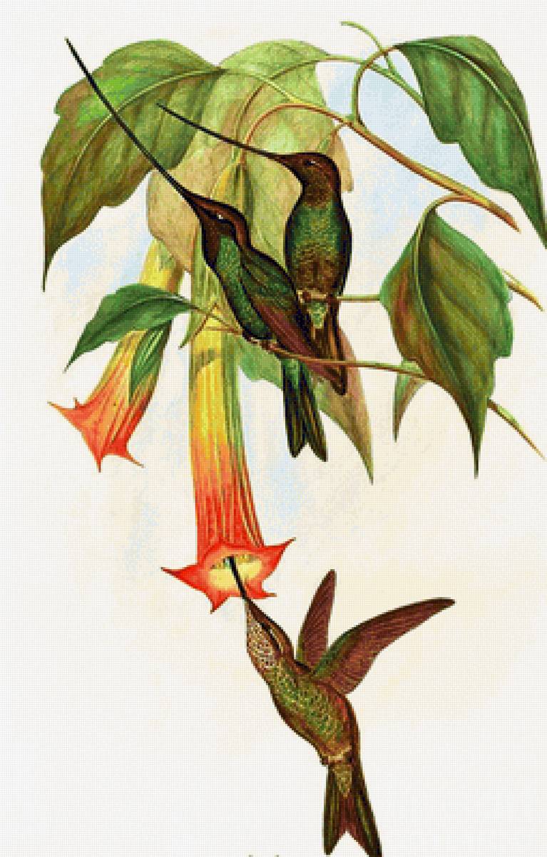 Pássaros. - pássaros. flores. - предпросмотр