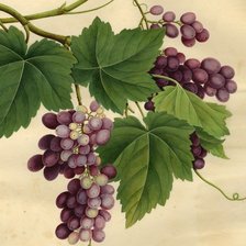 uvas 02