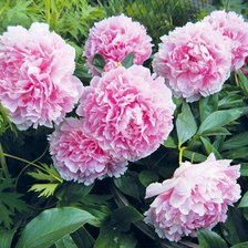 Схема вышивки «№2398662»