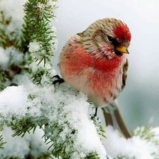 Схема вышивки «№2398690»