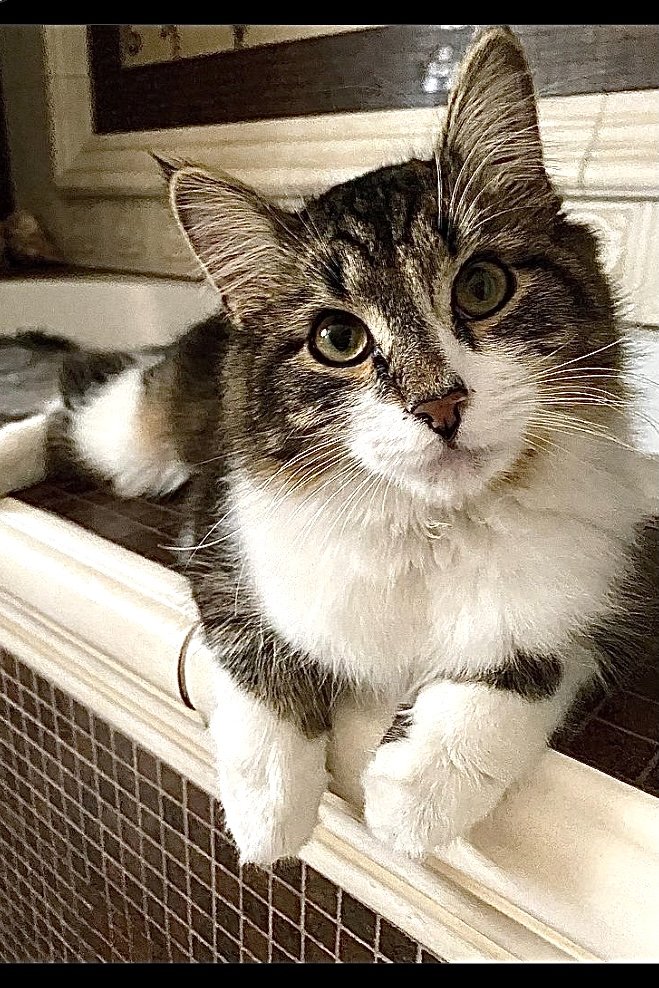 Миракл - домашние питомцы, кот, кошка, животные - оригинал