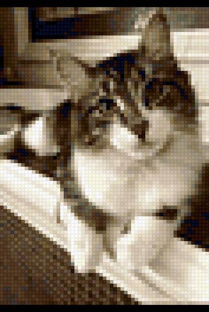 Миракл - домашние питомцы, кошка, кот, животные - предпросмотр