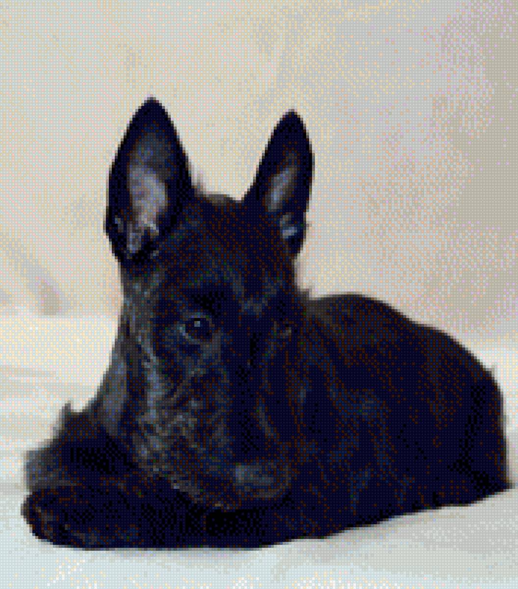 Тирамису - шотландский терьер, скотч терьер - предпросмотр