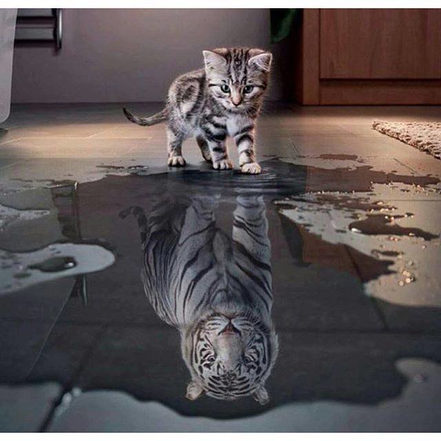 Внутри - мечты - оригинал