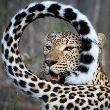 Схема вышивки «№2400355»