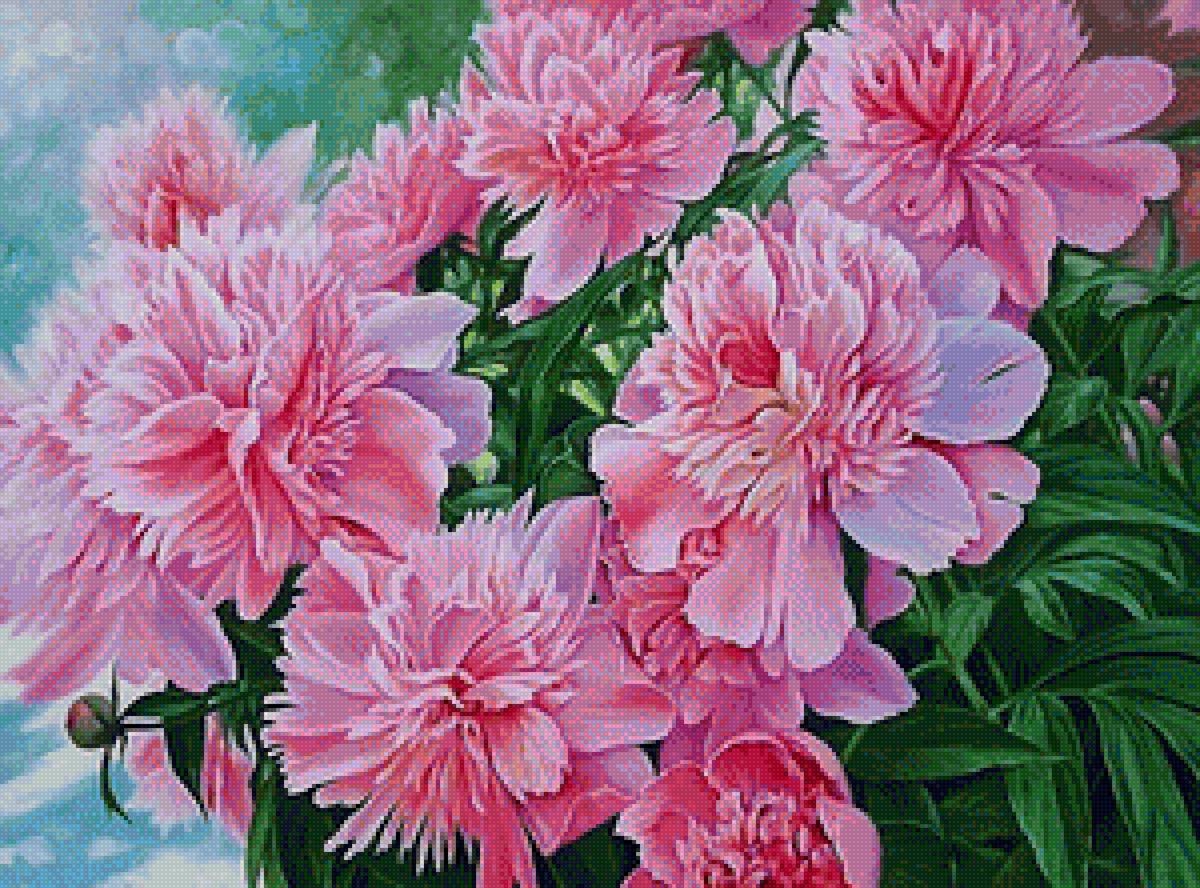 Пионы куст - цветы, пионы, куст - предпросмотр