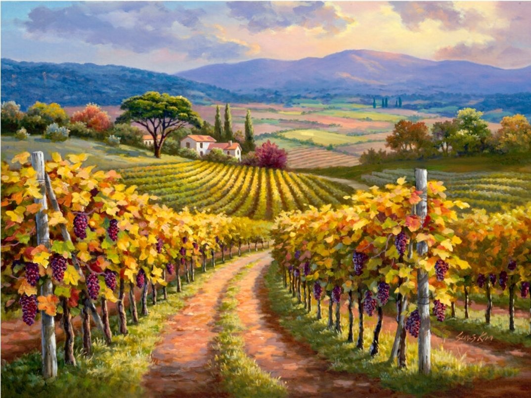 Виноградник - вино, виноград, пейзаж, романтика - оригинал