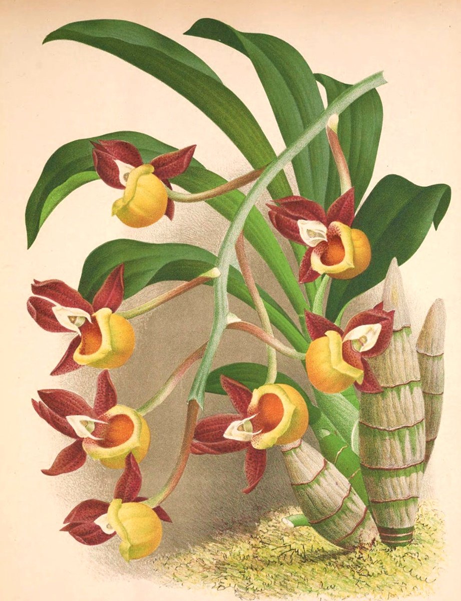 Orquídea. - orquídea .flores. - оригинал