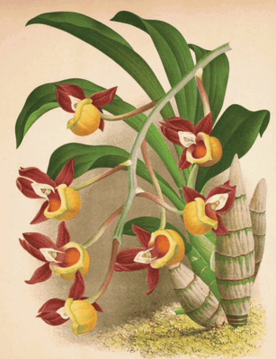 Orquídea. - orquídea .flores. - предпросмотр