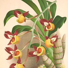 Оригинал схемы вышивки «Orquídea.» (№2400933)