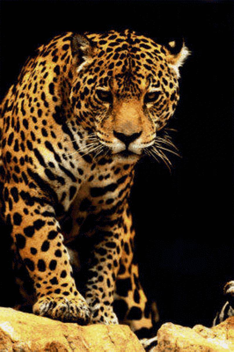 Леопард - леопард, хищник, животное. - предпросмотр