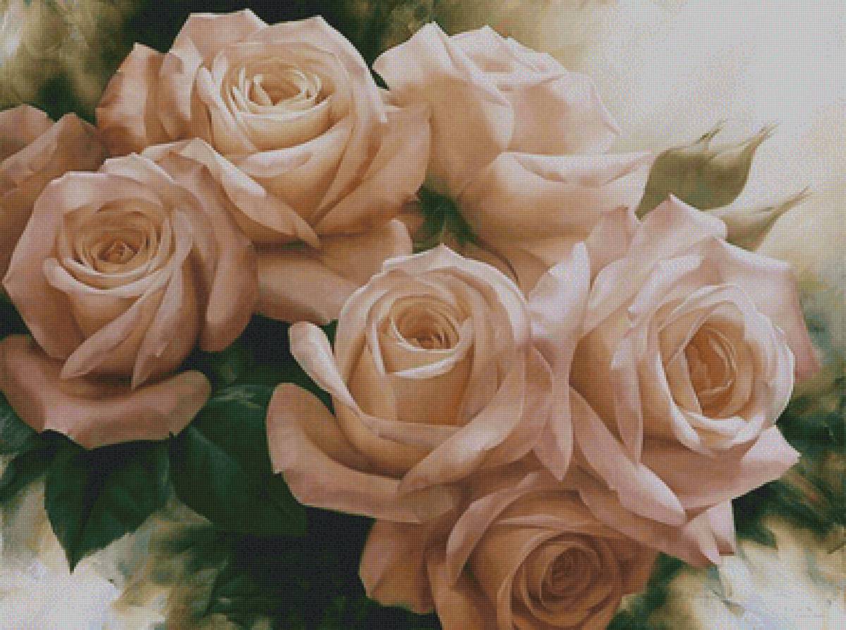 Чайные розы - розы, цветы - предпросмотр