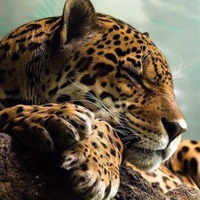 Схема вышивки «Rrrr»