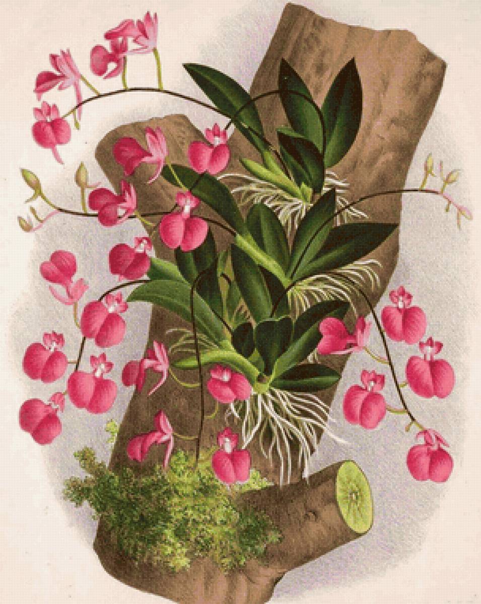 Orquídea. - orquídeas. flores. - предпросмотр