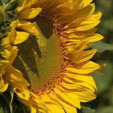 Схема вышивки «№2402015»