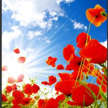 Схема вышивки «Маки утром»