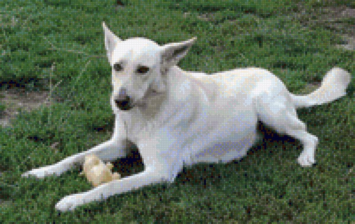 Animales - mariposas - предпросмотр