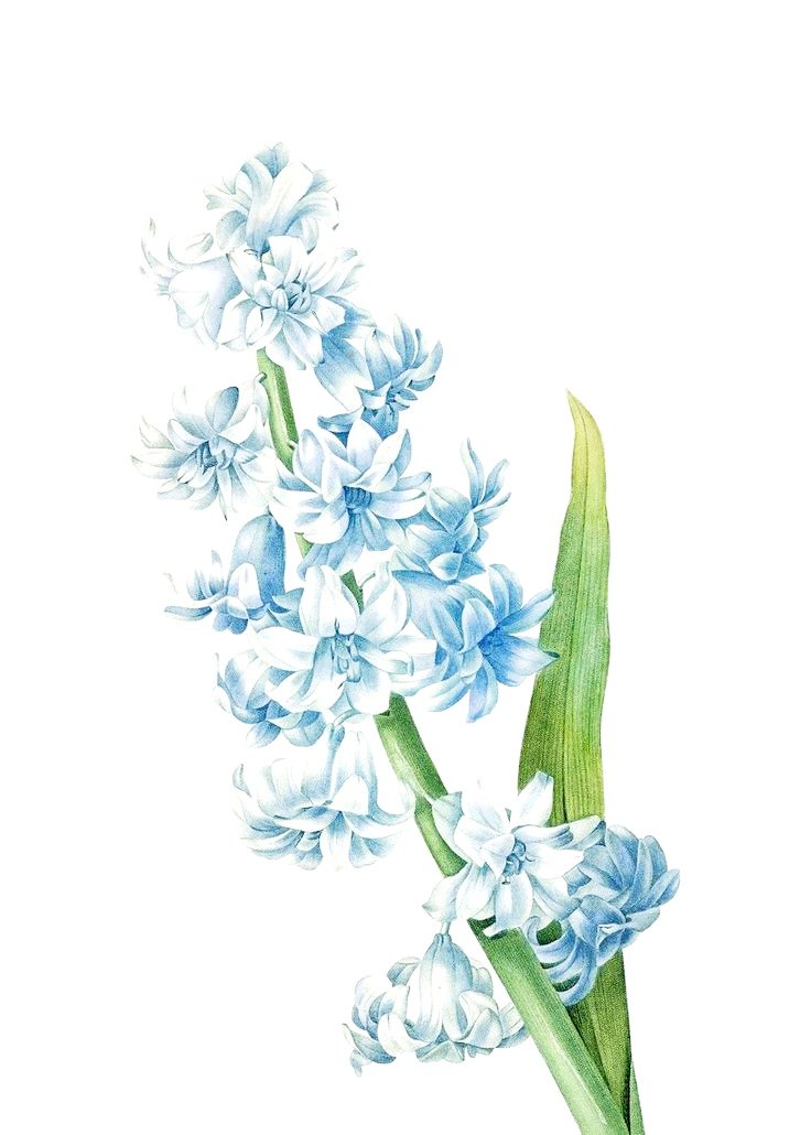 Цветок - оригинал