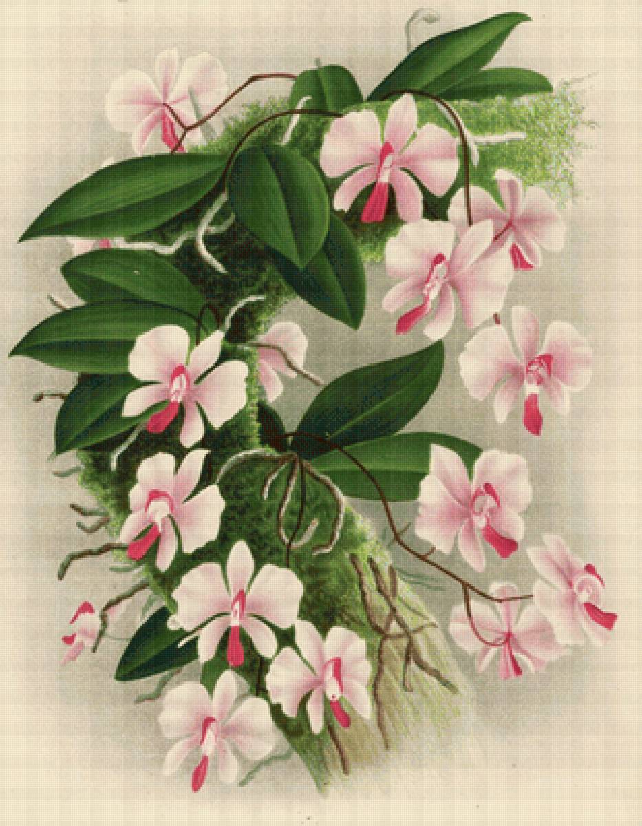 Orquídea - orquídea .flores. - предпросмотр