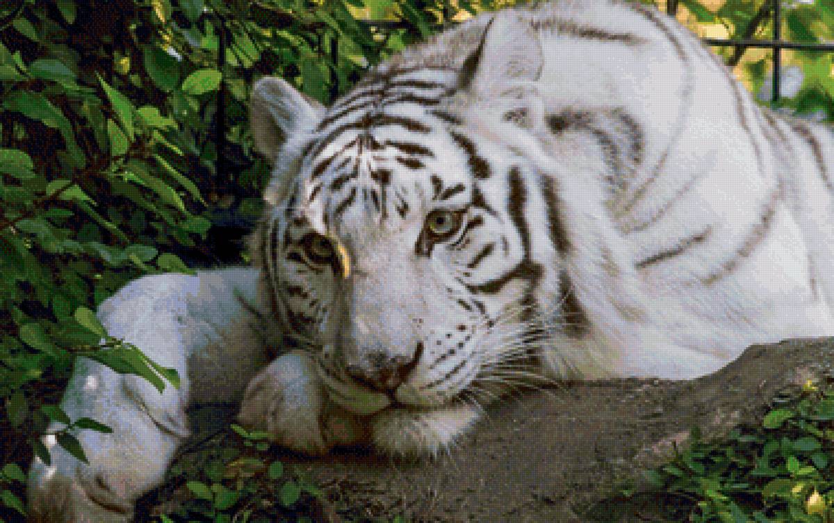 Амурский тигр альбинос - животные, тигр, большие кошки - предпросмотр