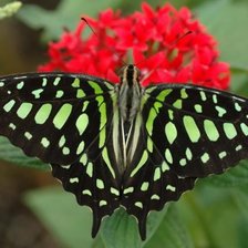 Схема вышивки «Graphium agamemnon»