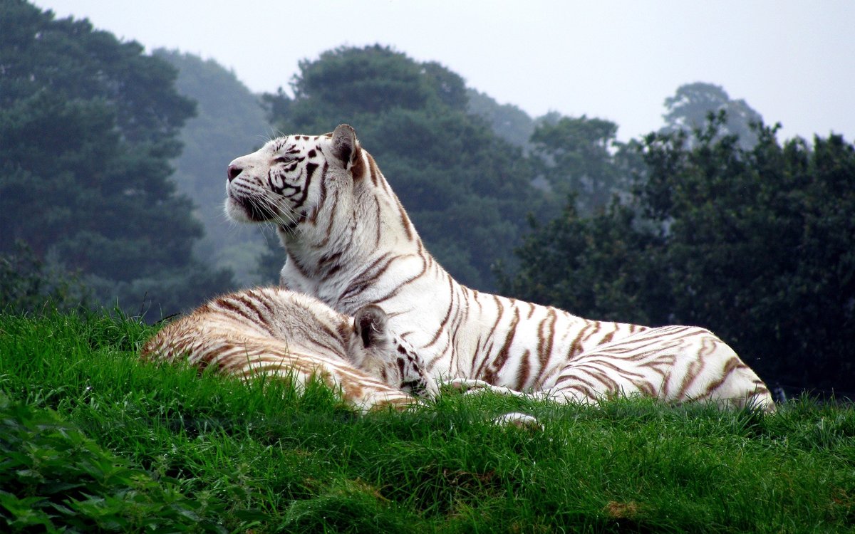 Белые тигры - тигры, большие кошки, дикие кошки - оригинал