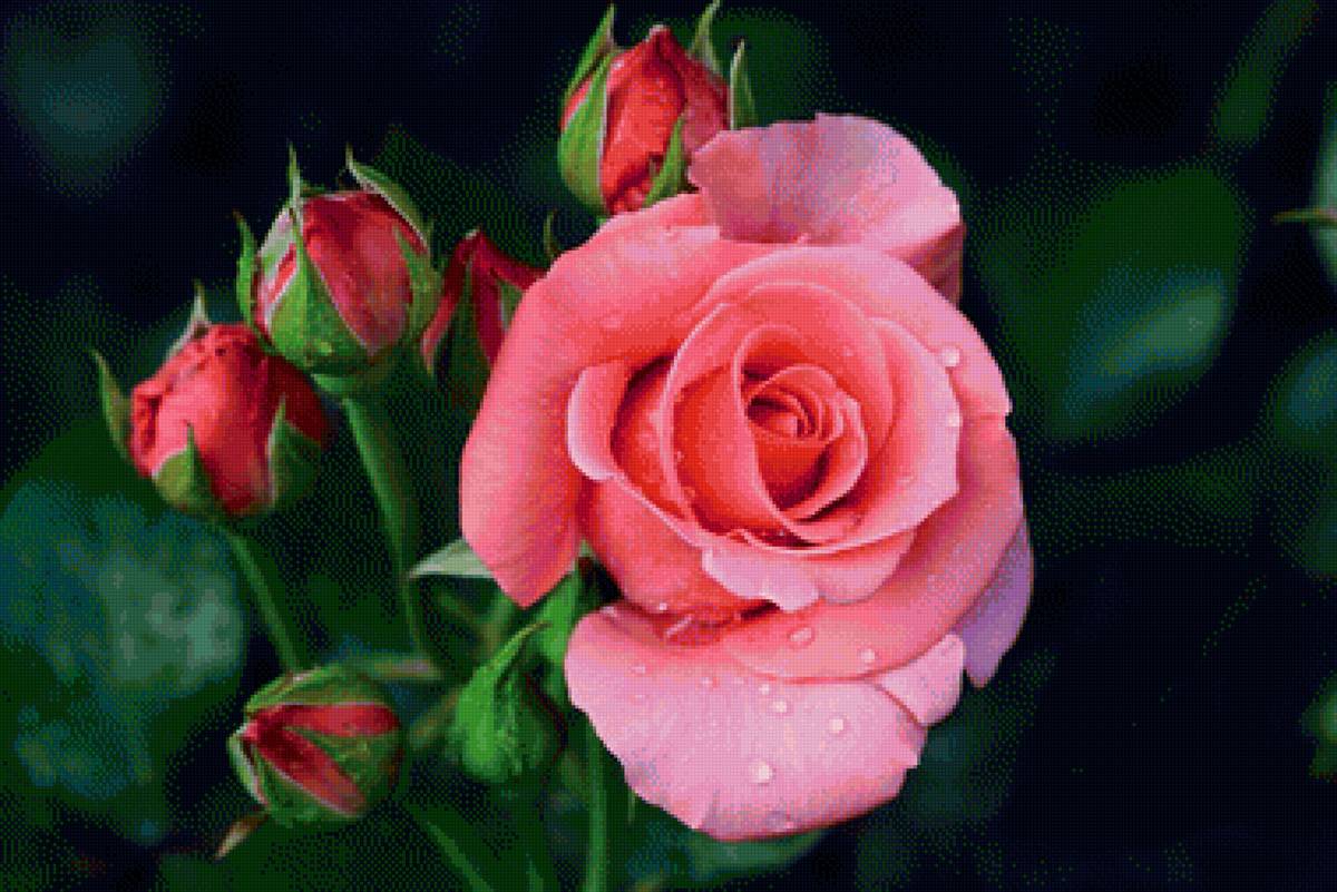 Цветок розы - цветы, роза, природа - предпросмотр