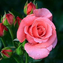 Оригинал схемы вышивки «Цветок розы» (№2404185)