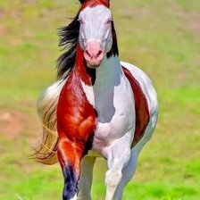 Схема вышивки «Лошадь»