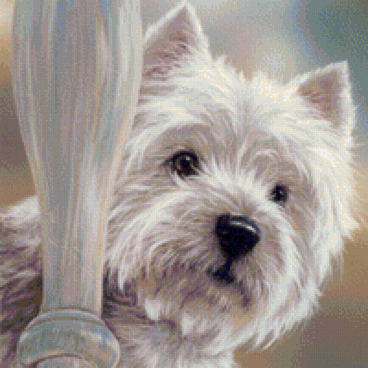 малыш - собака, терьер, собаки, вестхайленд - предпросмотр