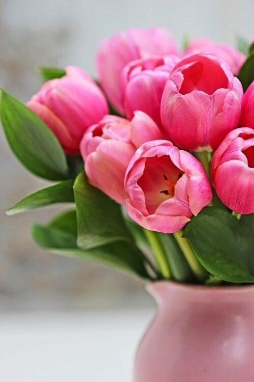 тюлпаны розовые - весенние цветы, тюльпаны, розовые - оригинал