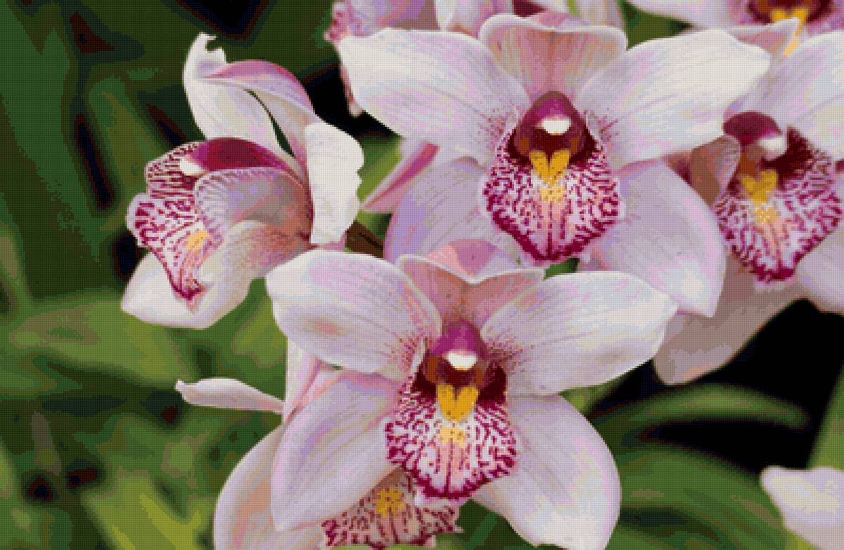 Орхидеи - предпросмотр