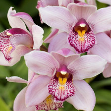 Оригинал схемы вышивки «Орхидеи» (№2405903)