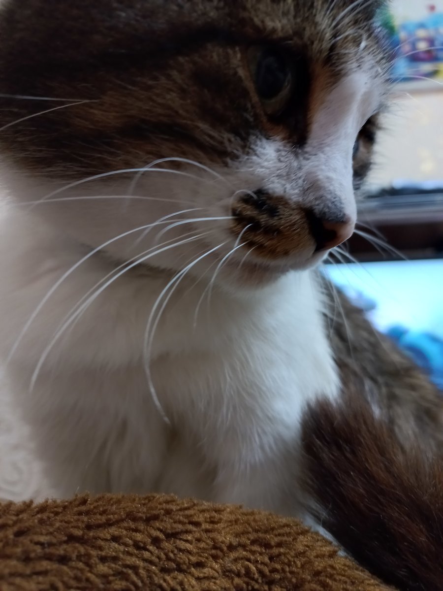 Тимоша - оригинал