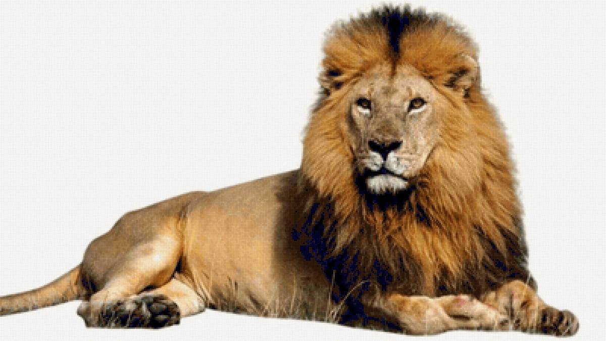 Царь зверей - лев - предпросмотр