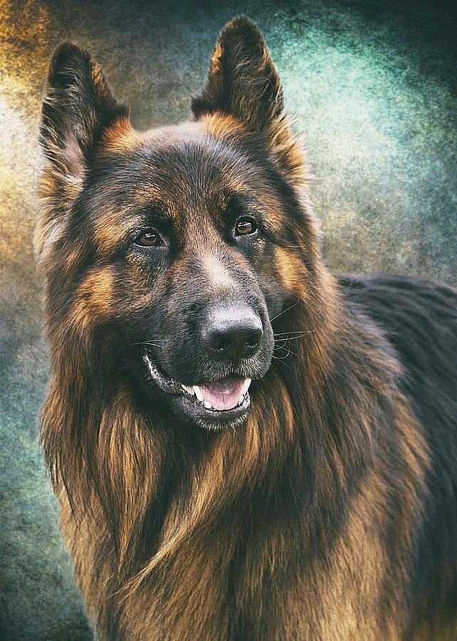 Немецкая овчарка - породы собак - оригинал