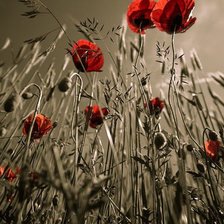 Схема вышивки «Маки»