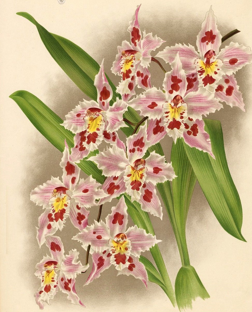 Orquídea. - orquídea .flores. - оригинал