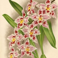 Оригинал схемы вышивки «Orquídea.» (№2406347)