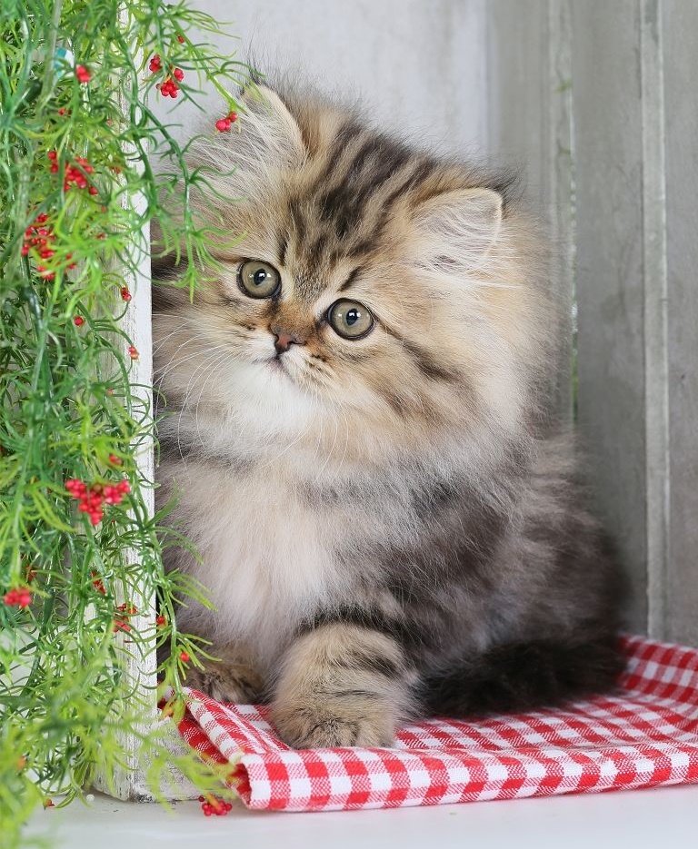 Gatinho. - animais. flores . - оригинал