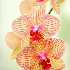 Схема вышивки «№2406780»